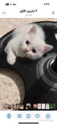 قطط صغيرة للبيع